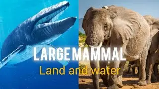 Large Mammals Land and water