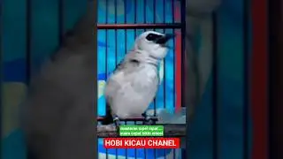 masteran ropel rapat trucukan gacor suara cepat bikin emosi burung trucuk gacor #shortsvideo