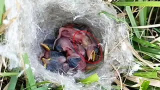 Baby is in trouble he can't find this worm @beautyofnature4988