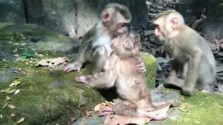 Monkey Daily Life in Cambodia | Natural Behavior