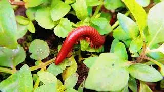 Red Millipede Chronicles: A Day in the Life of Earth's Decomposers