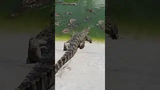 #crocodile #animals #wildlife #thailand #dangerous #beautiful #music #trending #india #dubai #fun