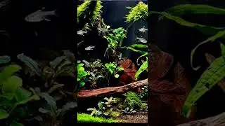 3 miesieczne akwarium120 litrow #bucephalandra #akwarium