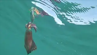 Egizo squiding