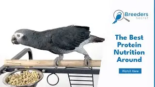 Avian Protein Pellets | Breeders Secret Bird Products
