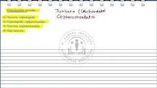 Protochordata includes :- (I) Tunicata, cephalopoda (2) Cephalopoda, cephalochordata