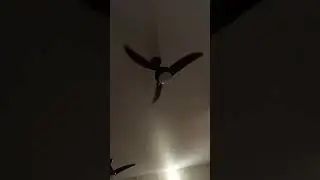 Ceiling fan in Slowmotion 💨 #CeilingFan #Slowmotion #Fan #SlowMo #Summertime #Breeze#asmr
