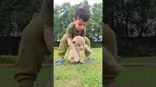 From Cute to Fierce: Animals&rsquo; Epic Transformations!😲🐾 #shorts #animals