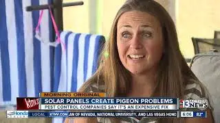 Solar panels act as perfect nesting spot for pigeons