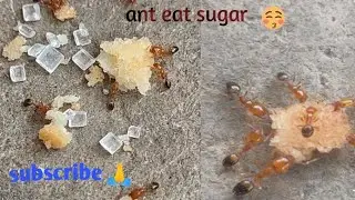 ant eating sugar #vlogs #viralvideo #ant#trending #feed 🐜🫓🐜🫓🐜🫓🐜
