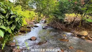 Under the jungle canopy, soft river currents weave through smooth rocks and rustling leaves