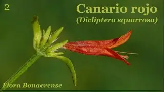 Canario rojo (Dicliptera squarrosa) - # FB 002