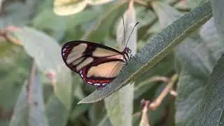 Epityches eupompe: Super amazing butterfly in Brazil