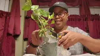 Plant rescue | TNOG wrap up | Vlogmas Day 10 #TNOG2025GardeningSeasonWrapup #Vlogmas #garden 