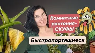Растения-СКУФЫ. Быстропортящиеся комнатные растения.