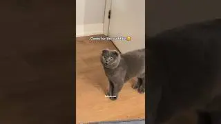 Sister Minnie is very Muslim Masha&rsquo;Allah #catvideos