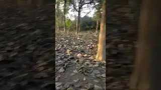 🌳🌳🌳