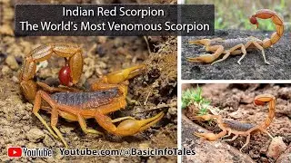 Indian Red Scorpion - The World's Most Venomous Scorpion