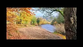Autumn colours in Swaledale 8th November 2025