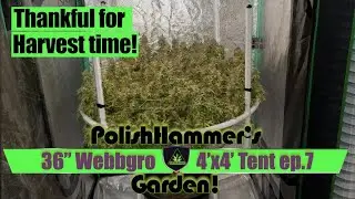 Webbgro System Geeklight FloraFlex Vivosun North Genetics Spacedust Cannabis Grow E7 Day 60