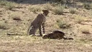 胡狼路过猎豹领地！遭3只猎豹追杀，看胡狼如何巧妙化解危机
