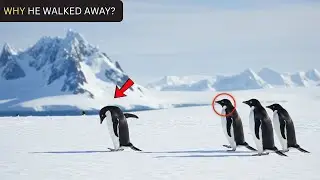 The Real Story Behind the Viral Penguin Video | Inside the 2007 Antarctica Documentary Scene