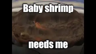 The Chronicles of Steve: Baby shrimp rescue