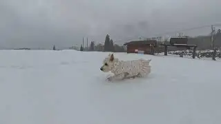 Westie Running Through the Snowy Mountains