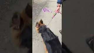 Before: chaos, destruction, zero control 😵&zwj;💫After: calm walks, focus, and balance 🐕✨
