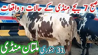 Today Multan Cow Mandi Fresh Latest Update Video | Sahiwal Cholistani Brahman Bachre |Cow Mandi 2025