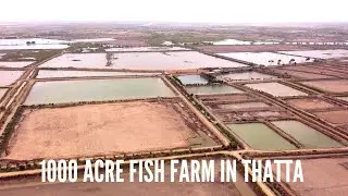 1000 Acre Fish Farm | Fish Farming | Barramundi (Dangri) Farming