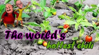 Top most creative DIY The world's hottest chili The Carolina Reaper