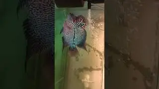 my Beast flower horn🎺