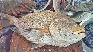 |KORLI FISH CUTTING|RAM FISH CUTTING|#fishcutting #kasimedu #youtube |🔪