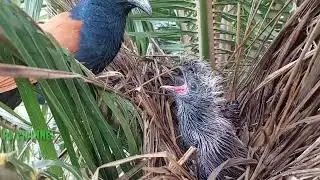 Burung butbut incaran dukun patah