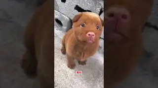 cute puppy barking #puppy #cute #pets #funny #dog #puppydog #viral #petsempire
