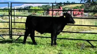 5N Steer Treasure State Sale 2013