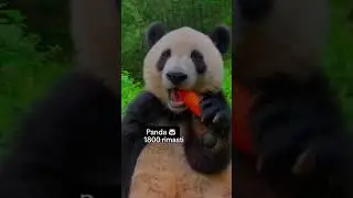 ANIMALI CHE I TUOI FIGLI NON VEDRANNO!