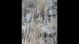 King Markhor Eating #shorts