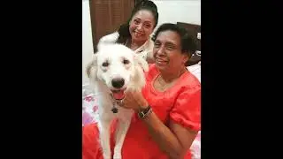 Snowy is now 3 years old