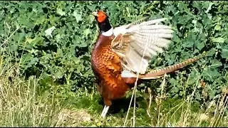 Common Pheasant calling in front of a rapeseed field