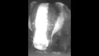 Badger from Moorebot Scout Robot Drone