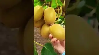 kiwi fruit picking #shorts