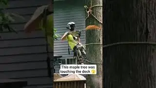 Satisfying Clean Drop Tree Removal &ndash; Mentor OH