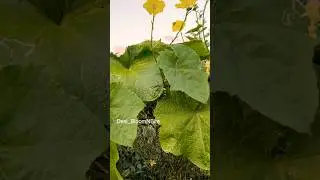 Pollinator Power: Bring Life to Your Backyard Garden| Unlock Pollinator Magic #trending #shorts #usa