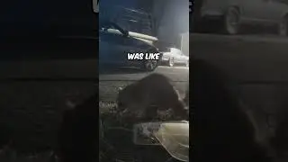 This raccoon got an incredible surprise 😯