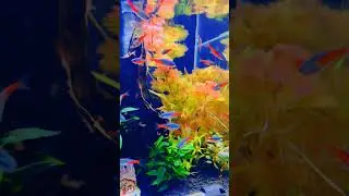 Neon Tetra Glow ✨🐟 | The Brightest Schooling Fish Ever! #neontetra #aquariumshorts #viralshorts2025