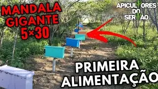 PRIMEIRA ALIMENTA&Ccedil;&Atilde;O DO MANDALA GIGANTE 5&times;30 PARA ABELHA AP&Iacute;S
