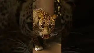&ldquo;Injured Leopard Rescued Inside Temple Corridor | High-Risk Wildlife Operation&rdquo;