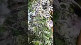 Blue Dynamite by Next Generation Seeds